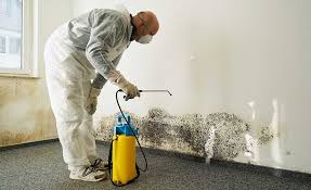  Bridgeville, DE Mold Removal Pros