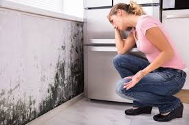 Best Mold Damage Restoration in Bridgeville, DE